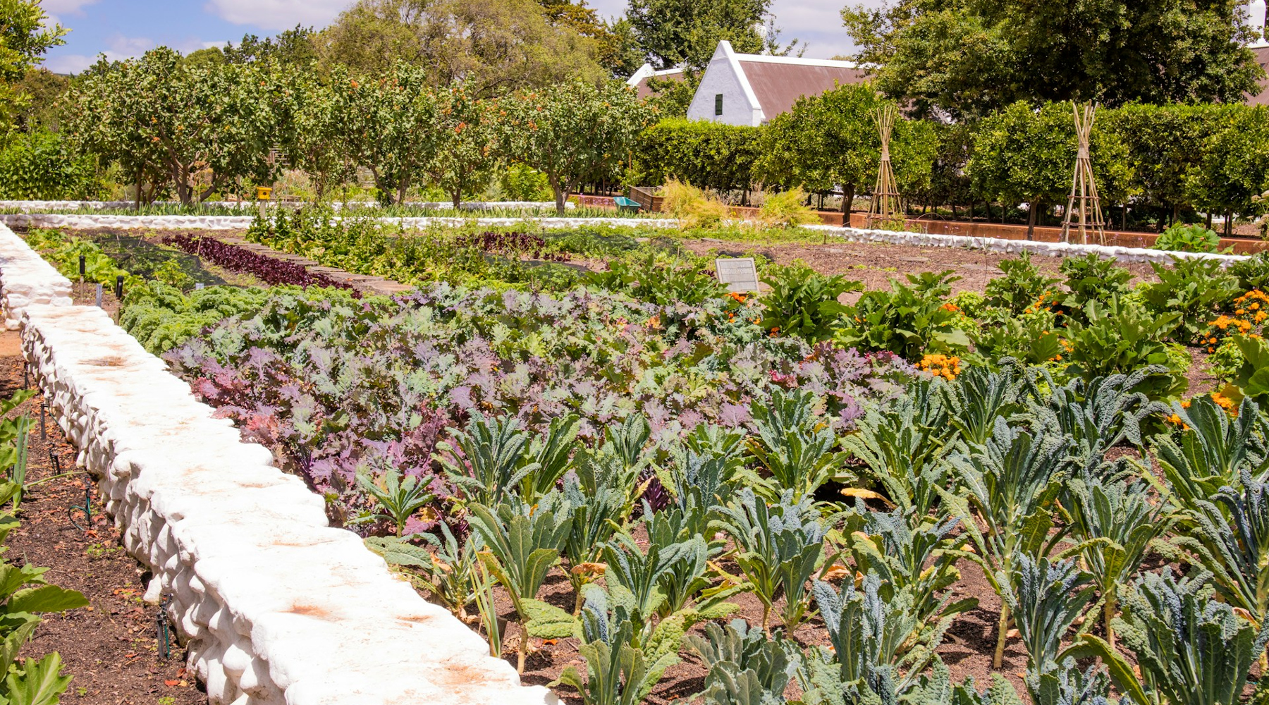 Urban Food garden