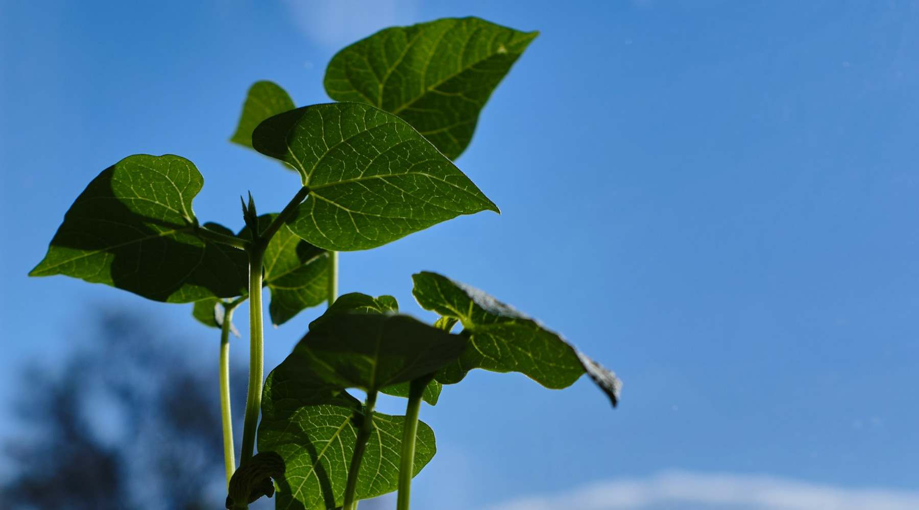 green bean plants