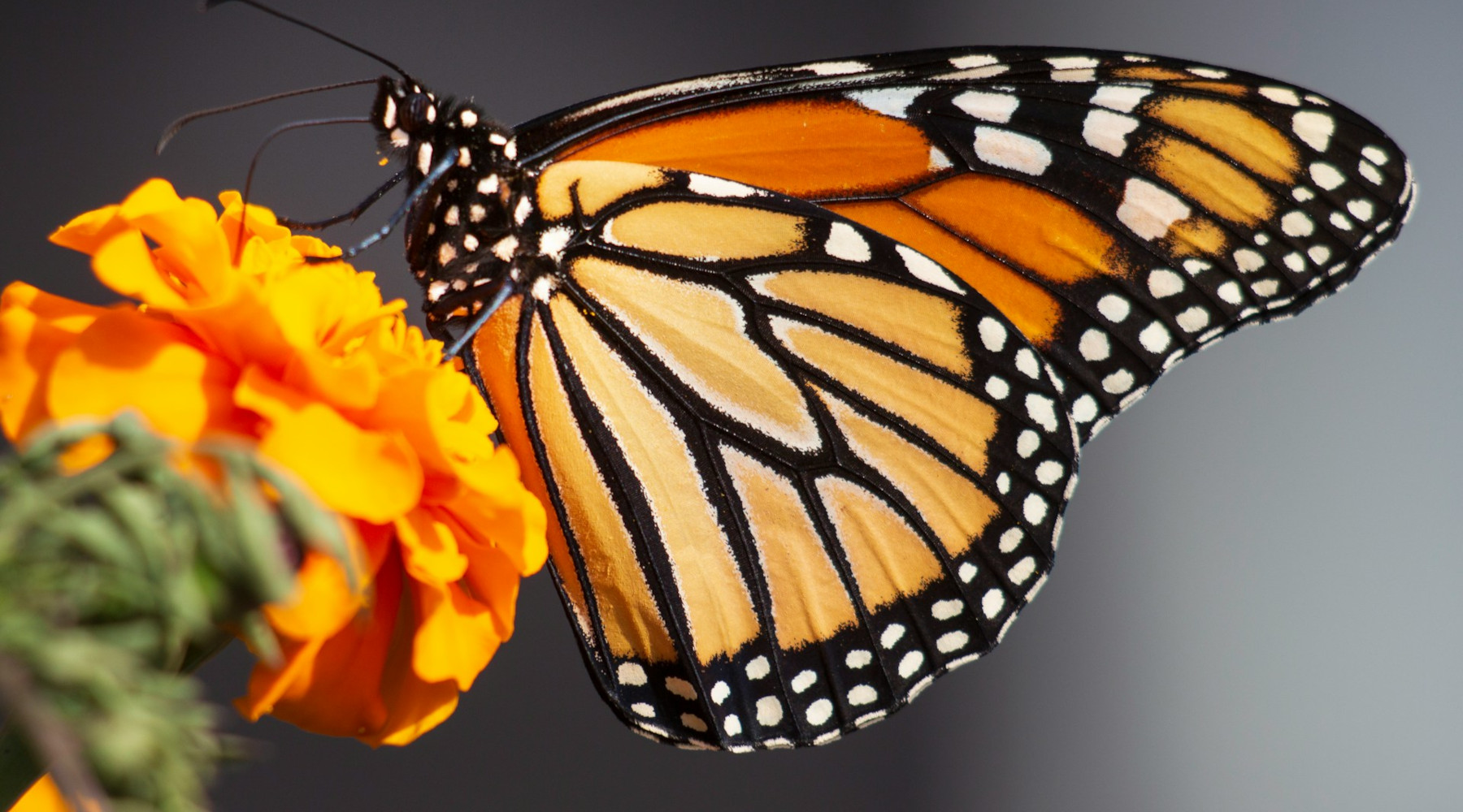 Photo by Kathy Servian on Unsplash Monarch Butterflies