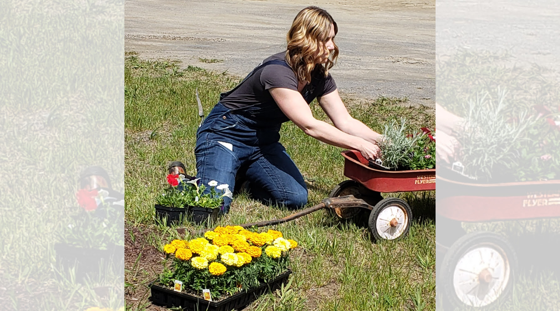 lawn to garden, planting flowers