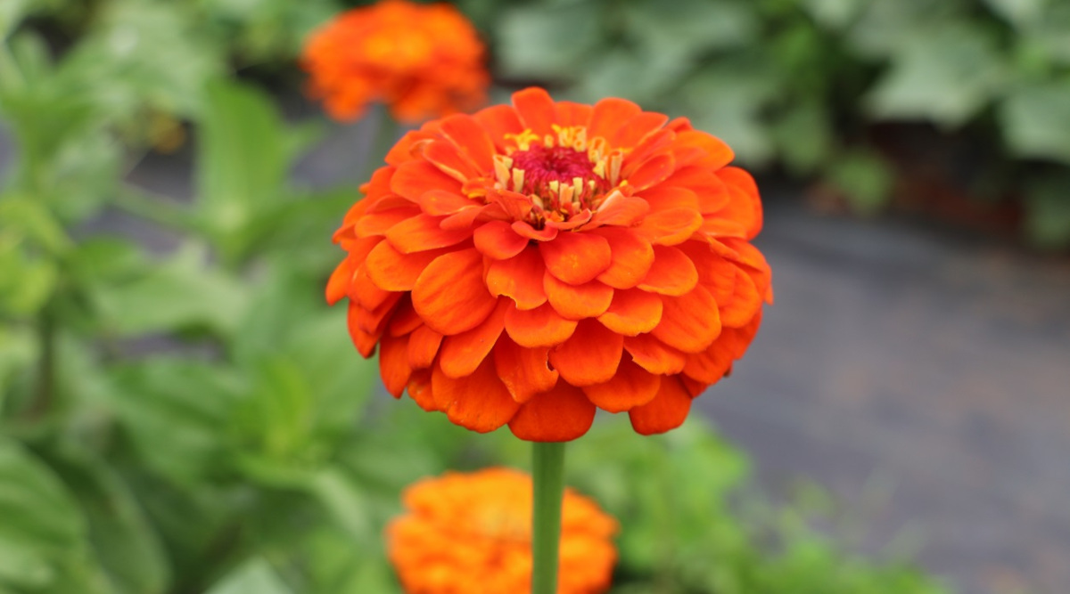 Gardeners Test Varieties