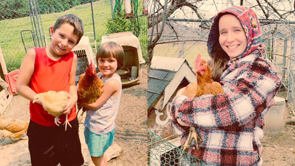The Remarkable Rise of Chickens: A Brief History