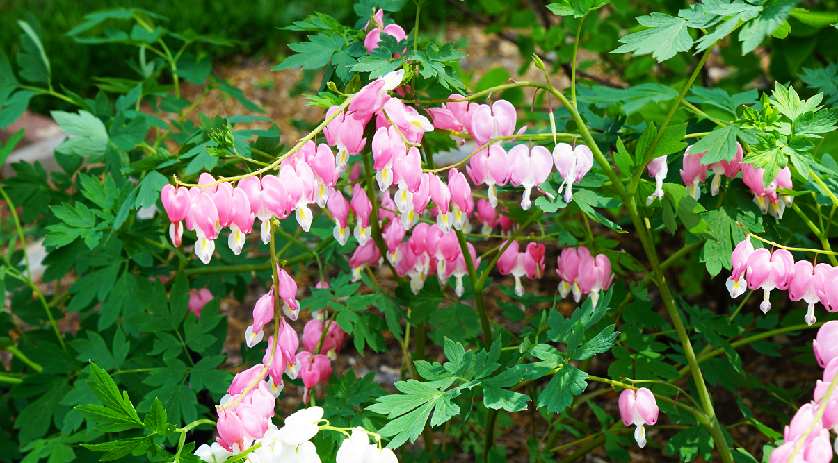 Bleeding Hearts