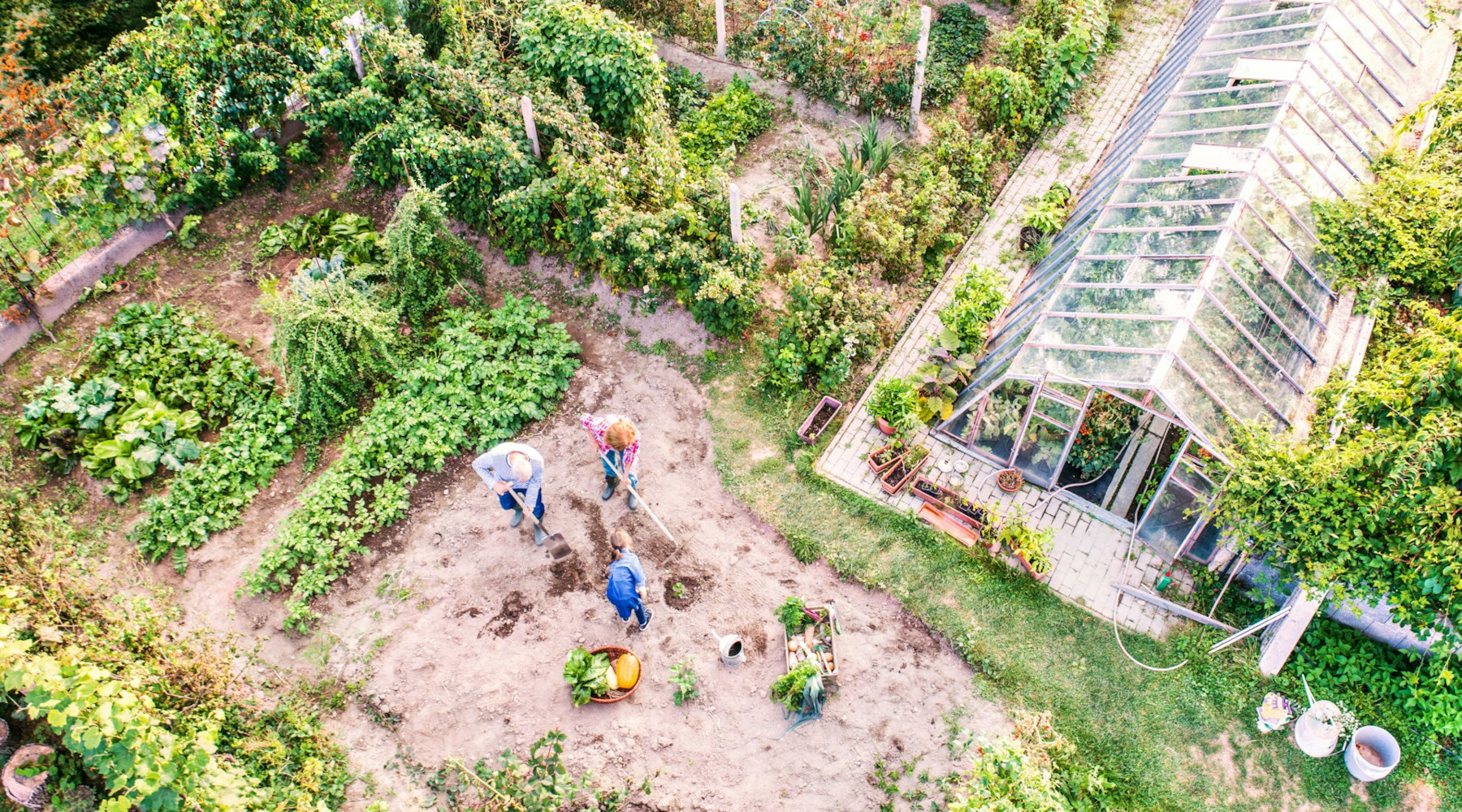 plant for the hungry