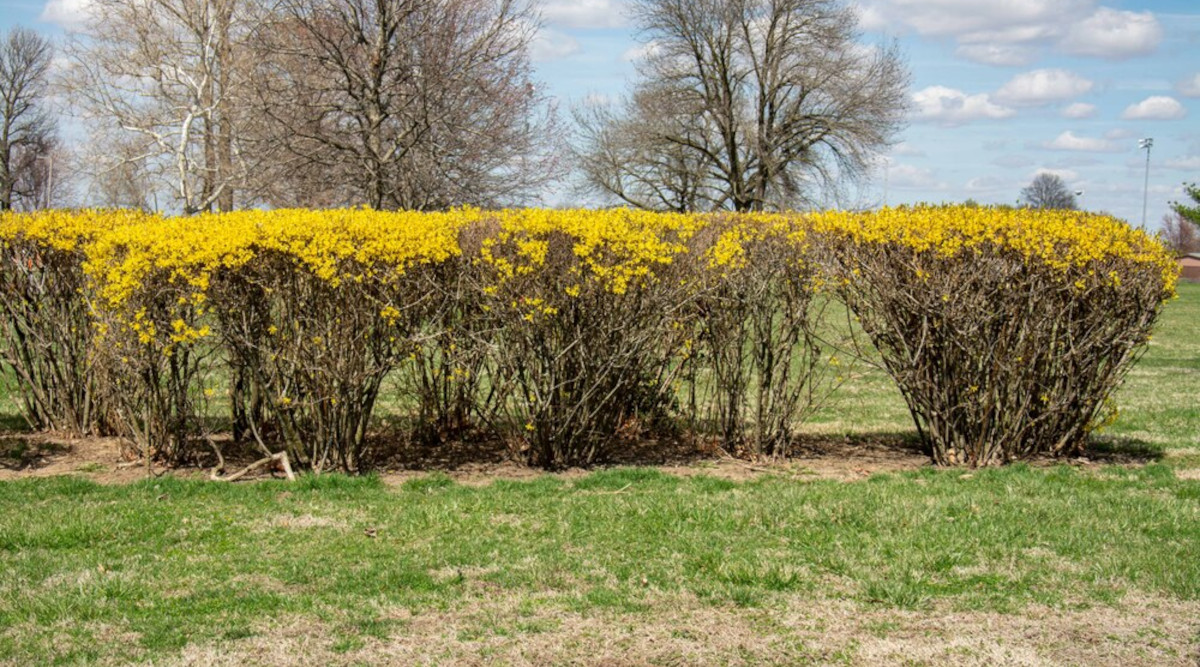 Forsythia Isn’t Blooming