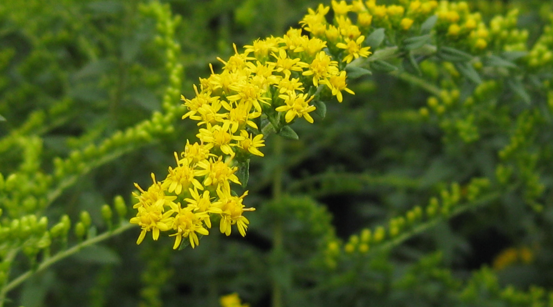 Pennsylvania Horticultural Society Announces 2025 Gold Medal Plant Winners