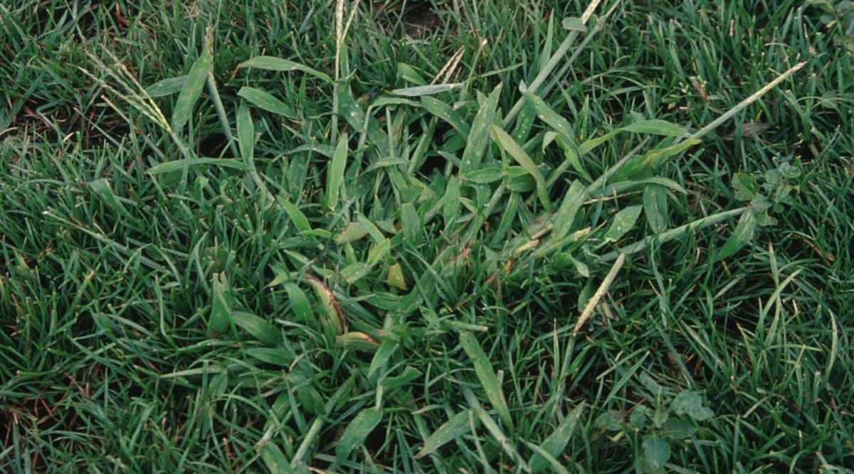 Crabgrass in Your Lawn