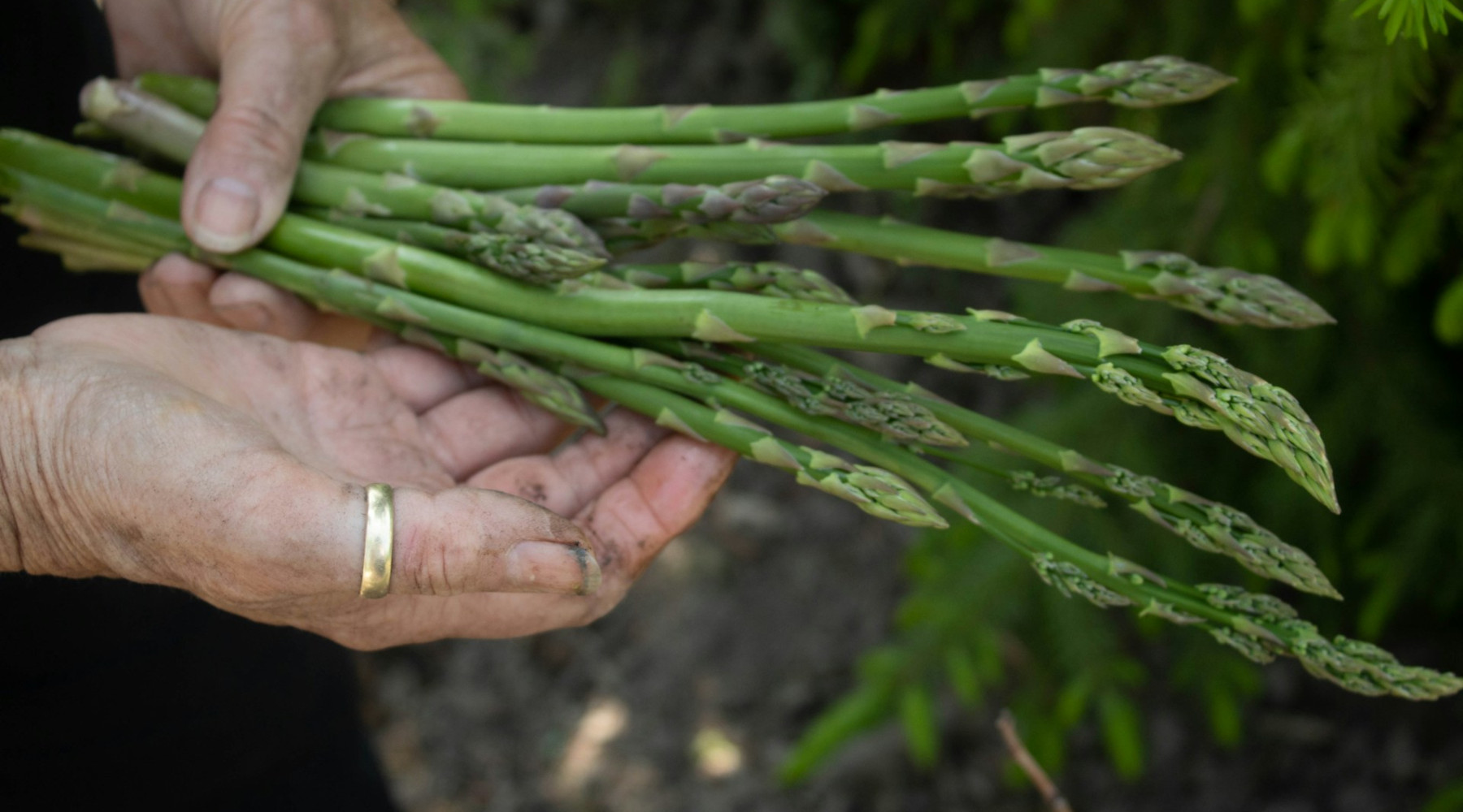 Asparagus in the Garden