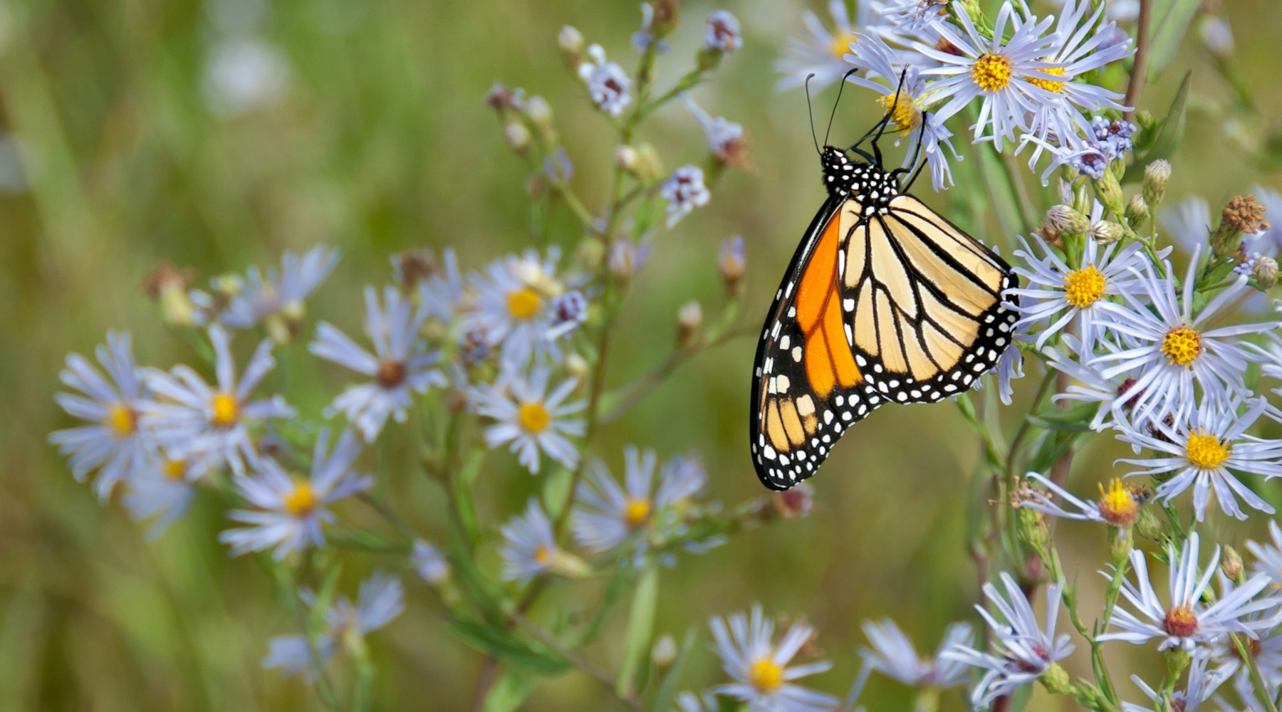 Butterfly Gardening