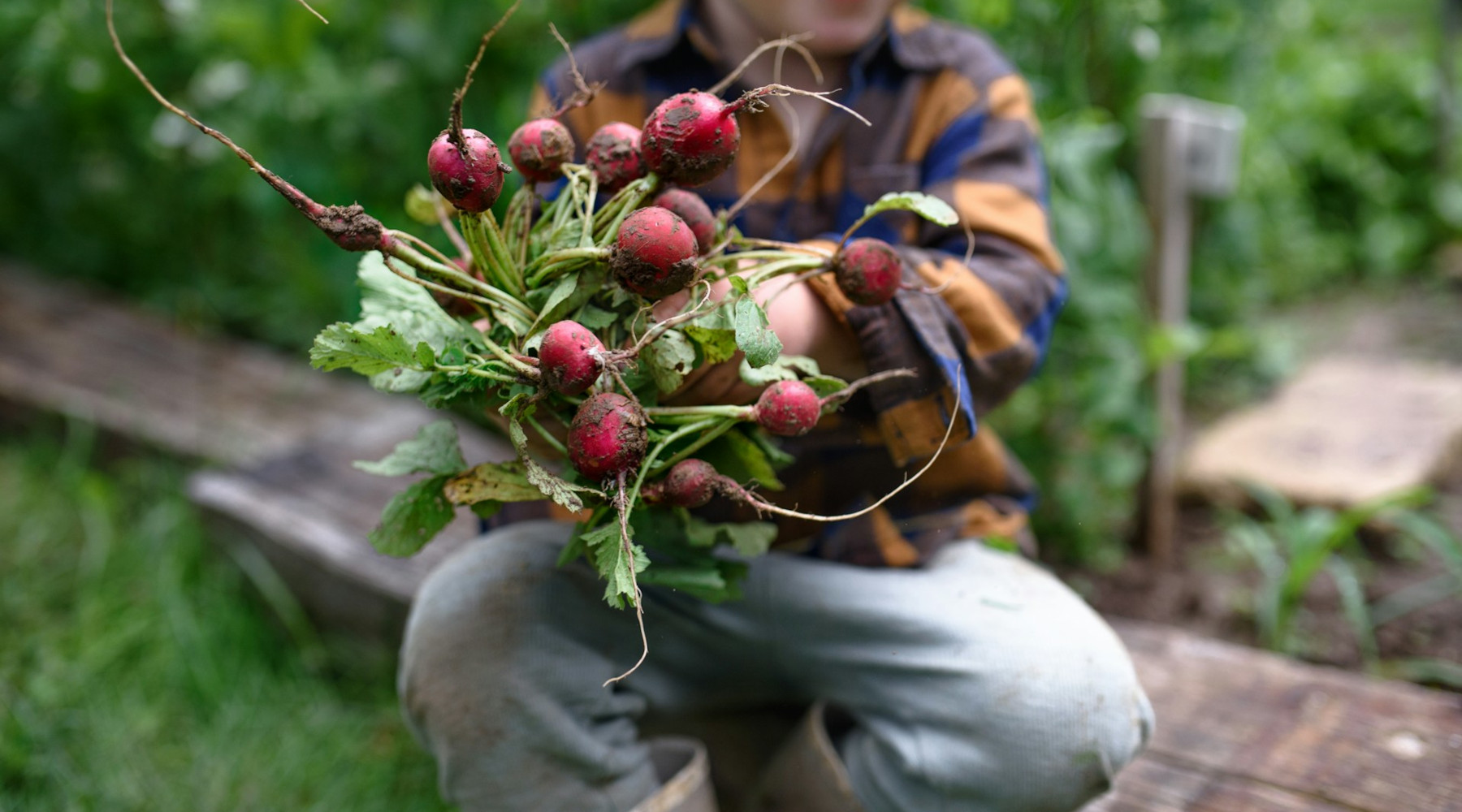 radishes