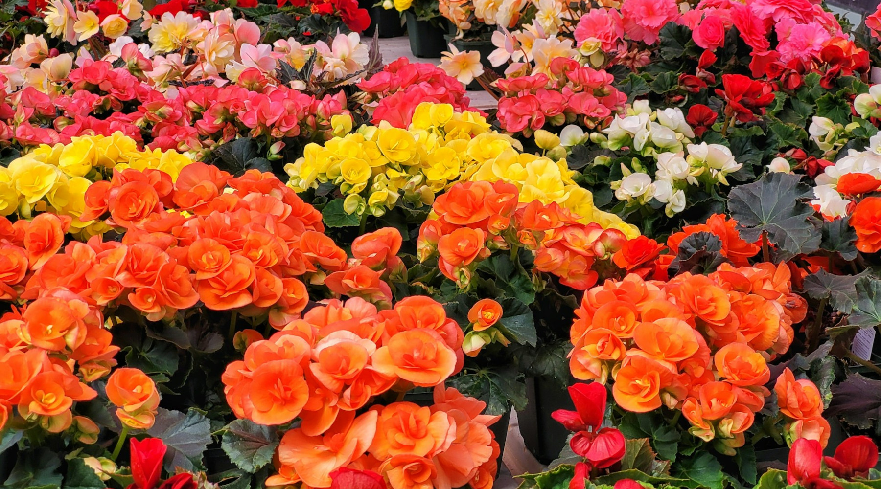 Op-Ed: In Honor of Local Garden Shops