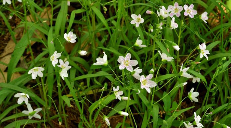 Spring Beauty