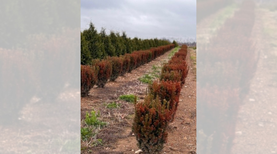 Winter Injury in Ornamental Plantings