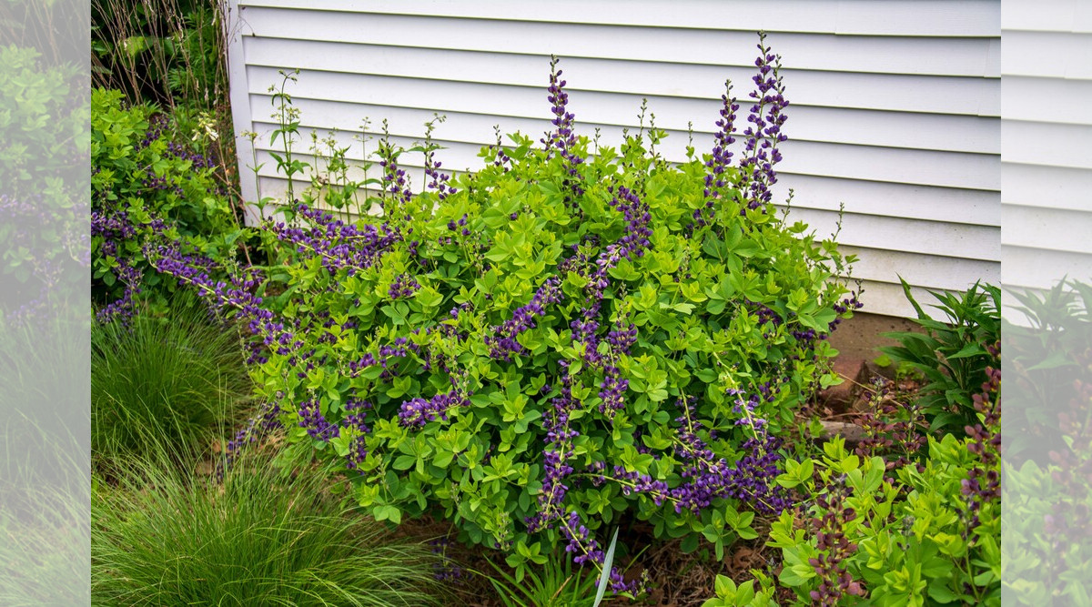 Baptisia