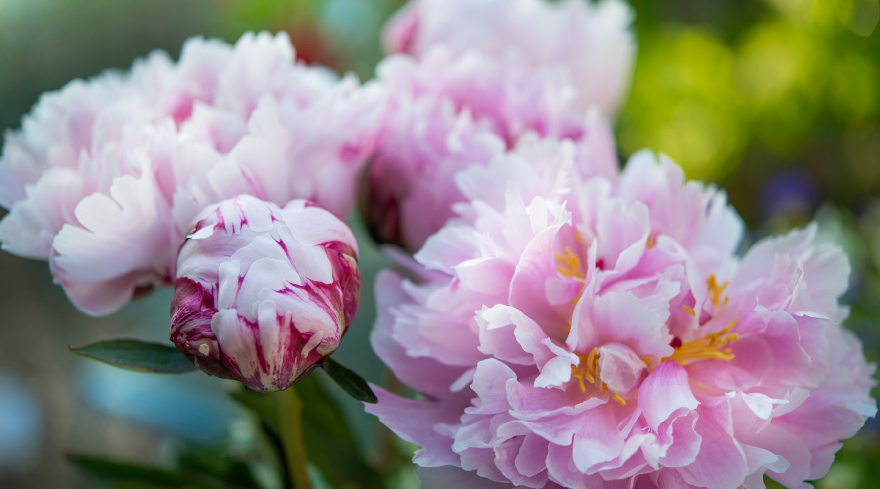 Gardening Myths
