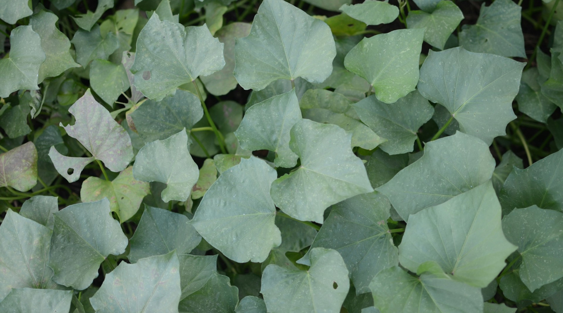 Plant Sweet Potatoes
