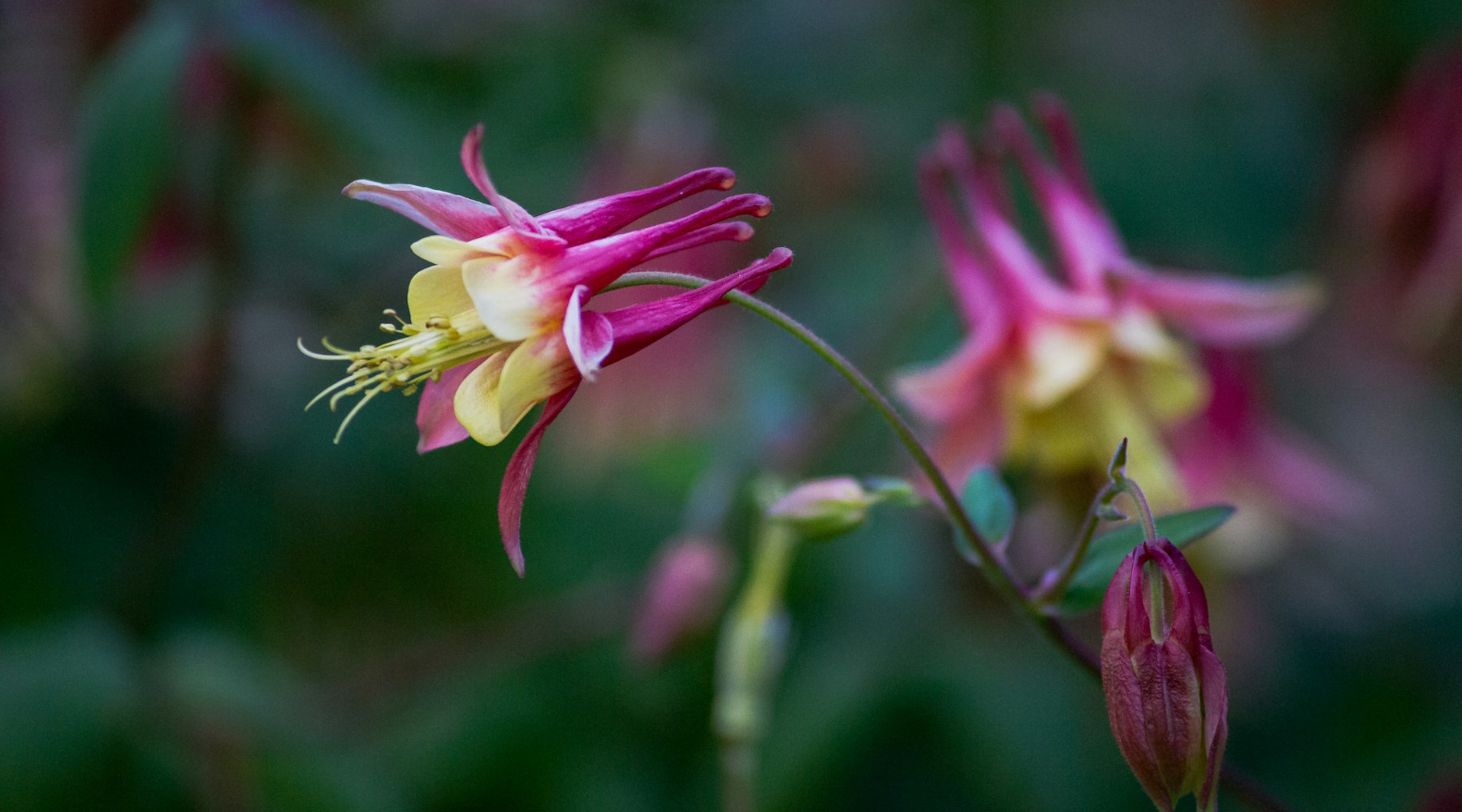 Columbines in the Garden: Beauty, Pollinators, and Leafminers