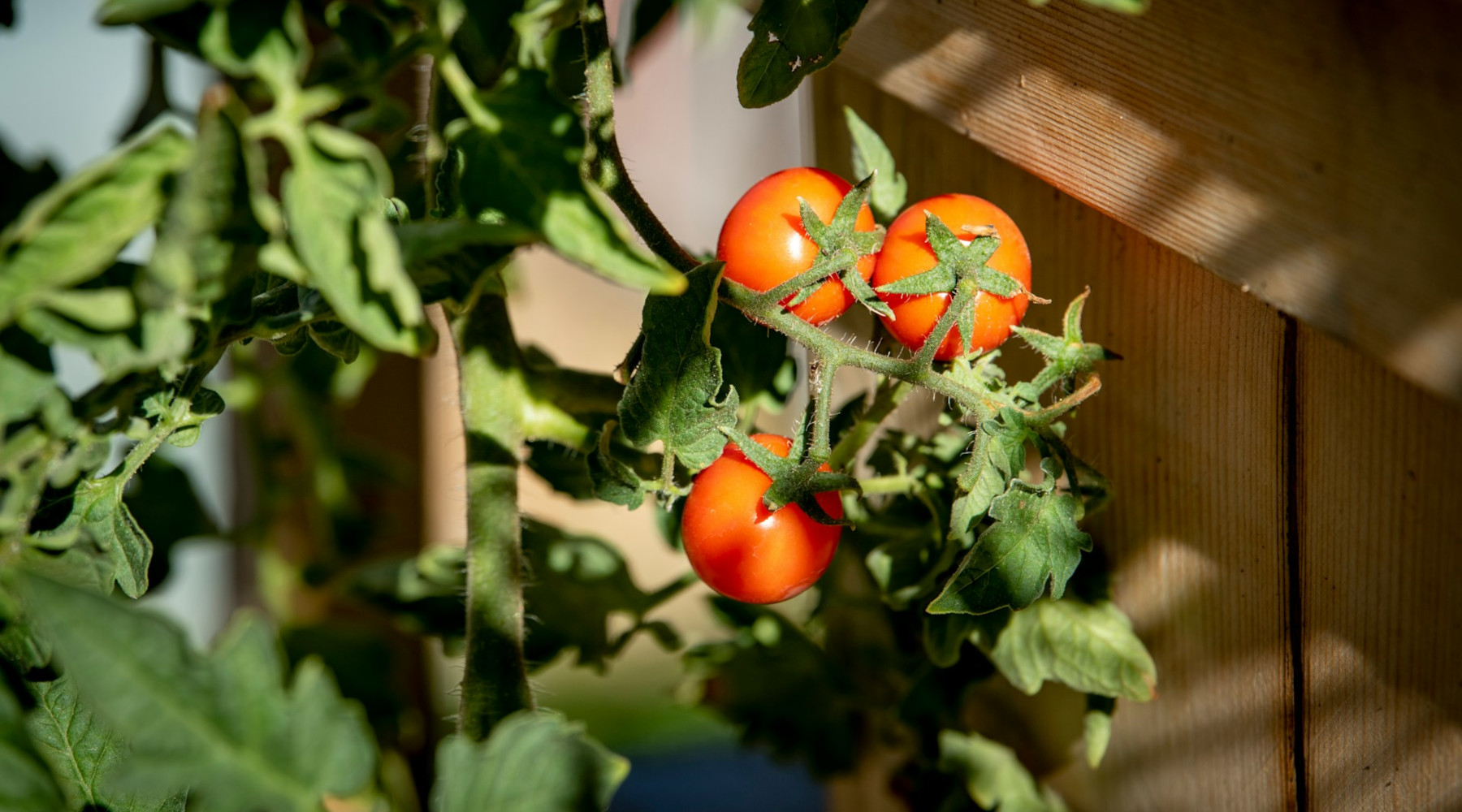Growing Tomatoes