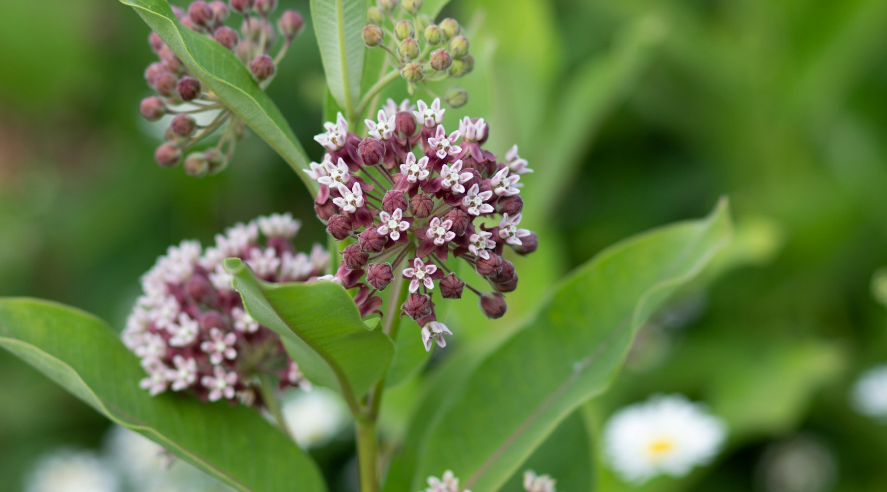 Milkweed