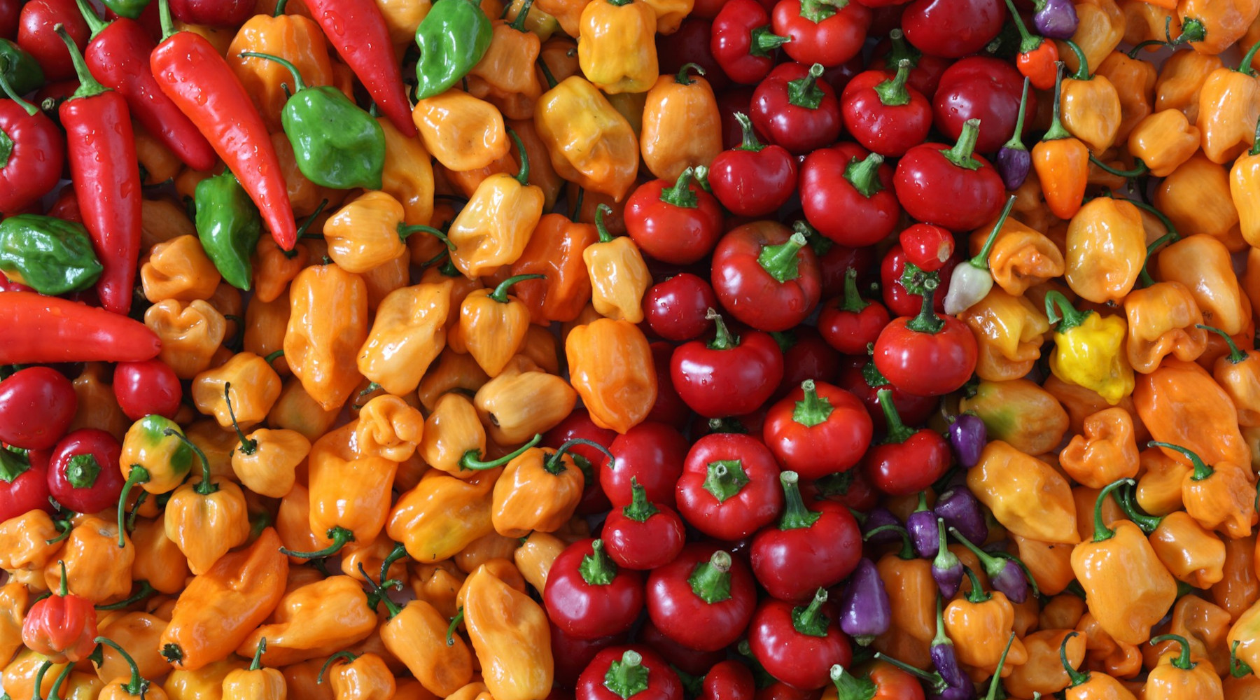 Heat of Chili Peppers