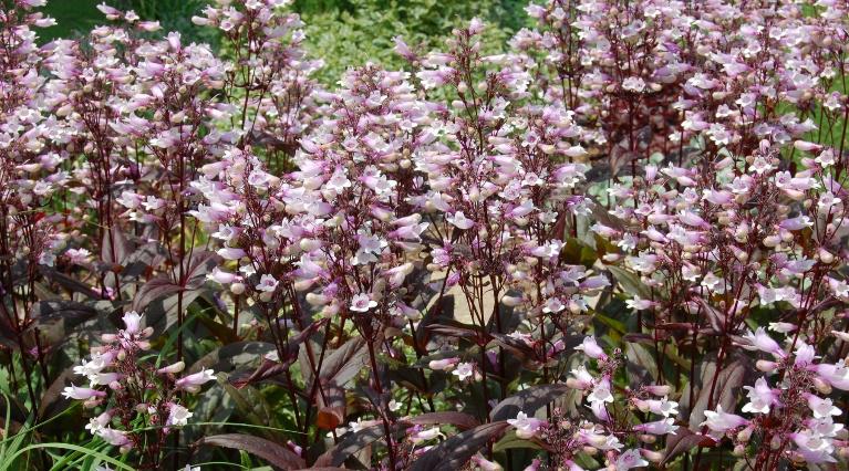 Beardtongue