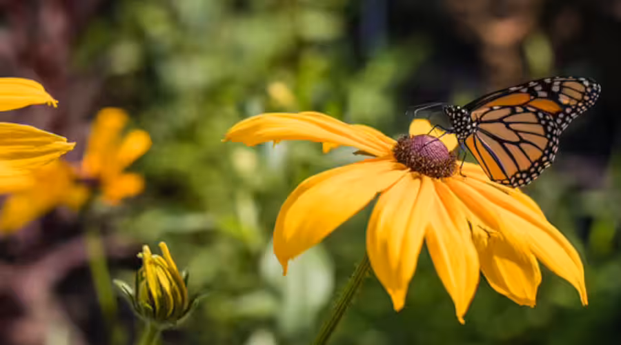 Pollinators Container Gardens