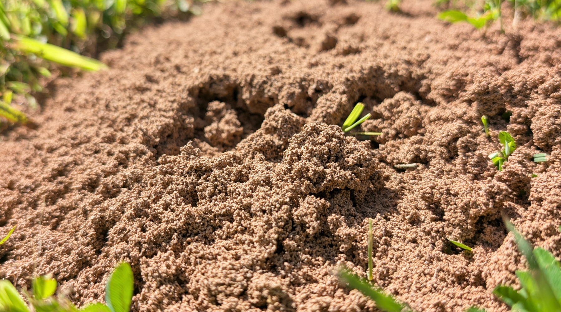 fire ants