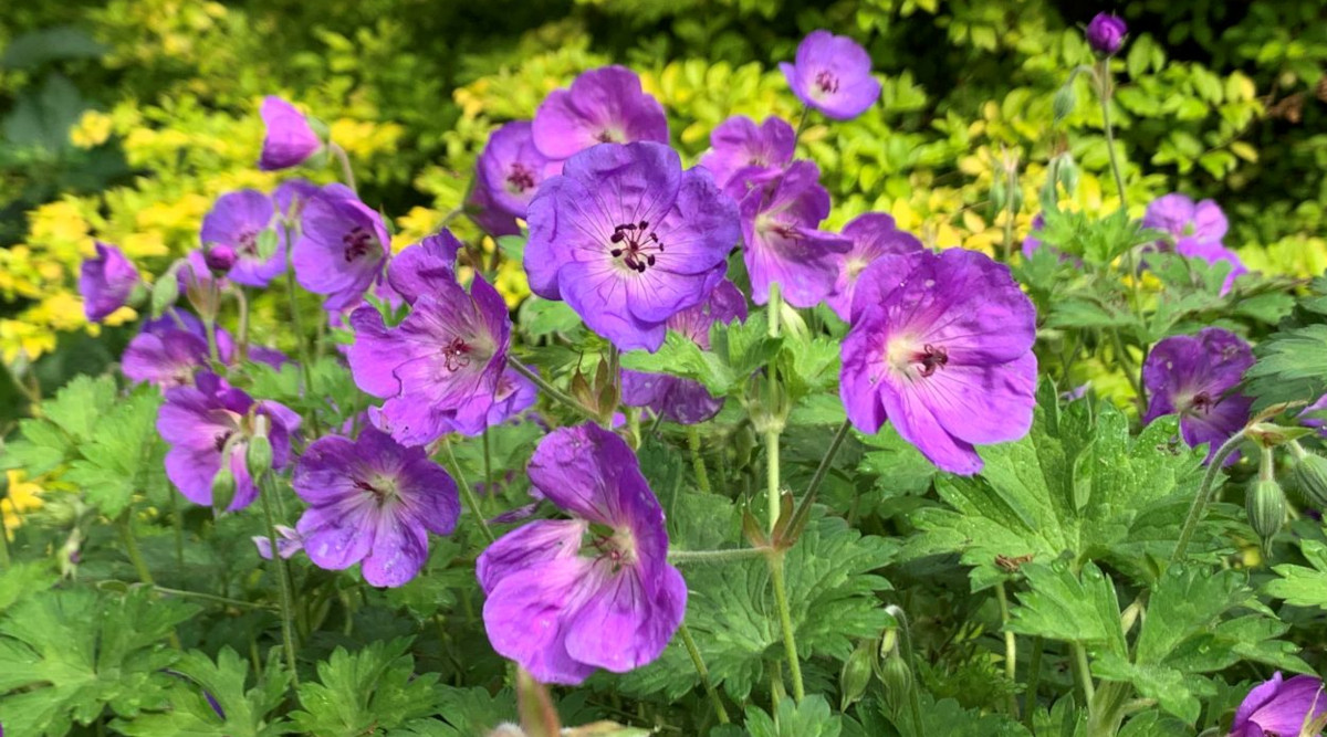Hardy Geraniums