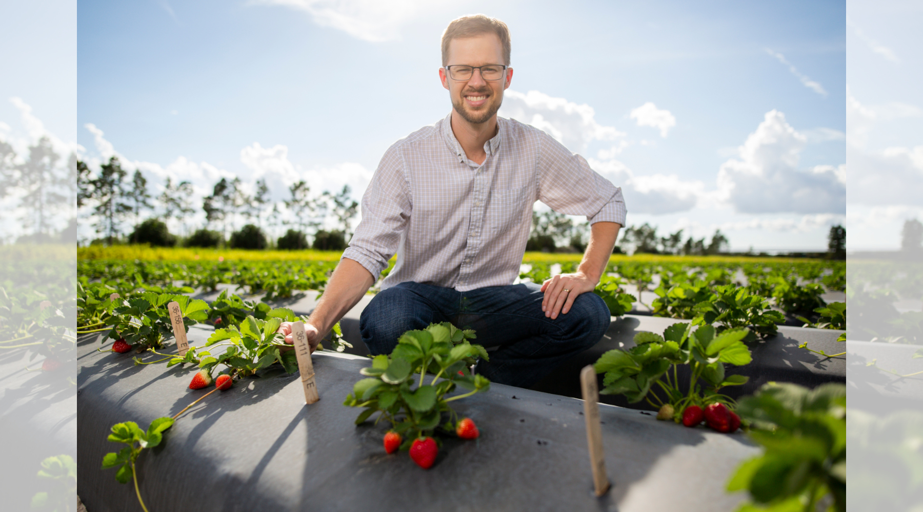 History of the Strawberry