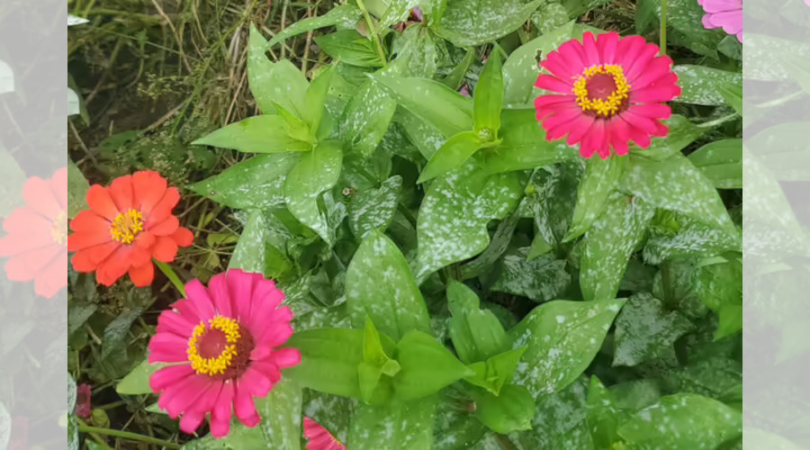 Zinnias Powdery Mildew