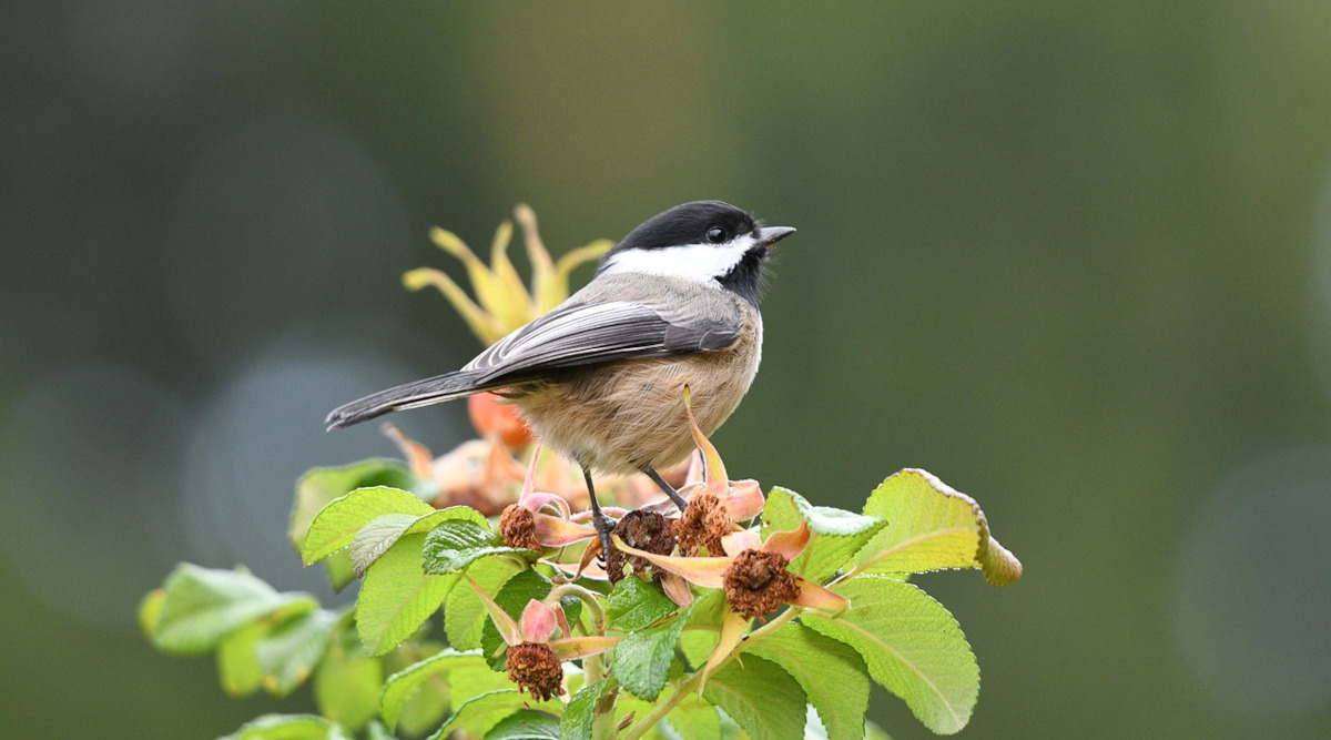 Having birds in your landscape helps lower insect populations and aids in pollination, while bird watching increases your mental health. (Pixabay photo)