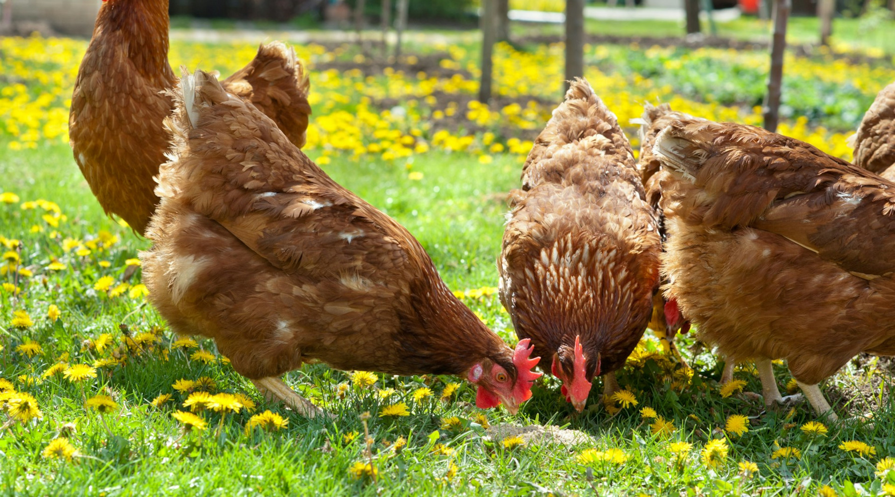 Study up Before Starting a Flock
