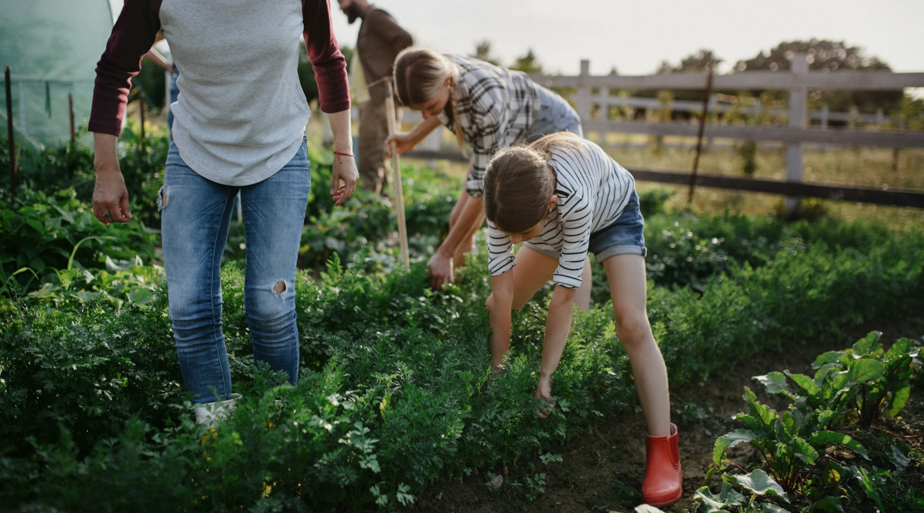 Weeding Out The Competition In The Garden