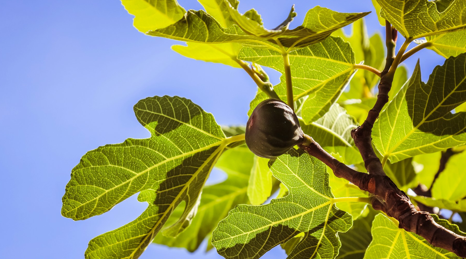 Figs