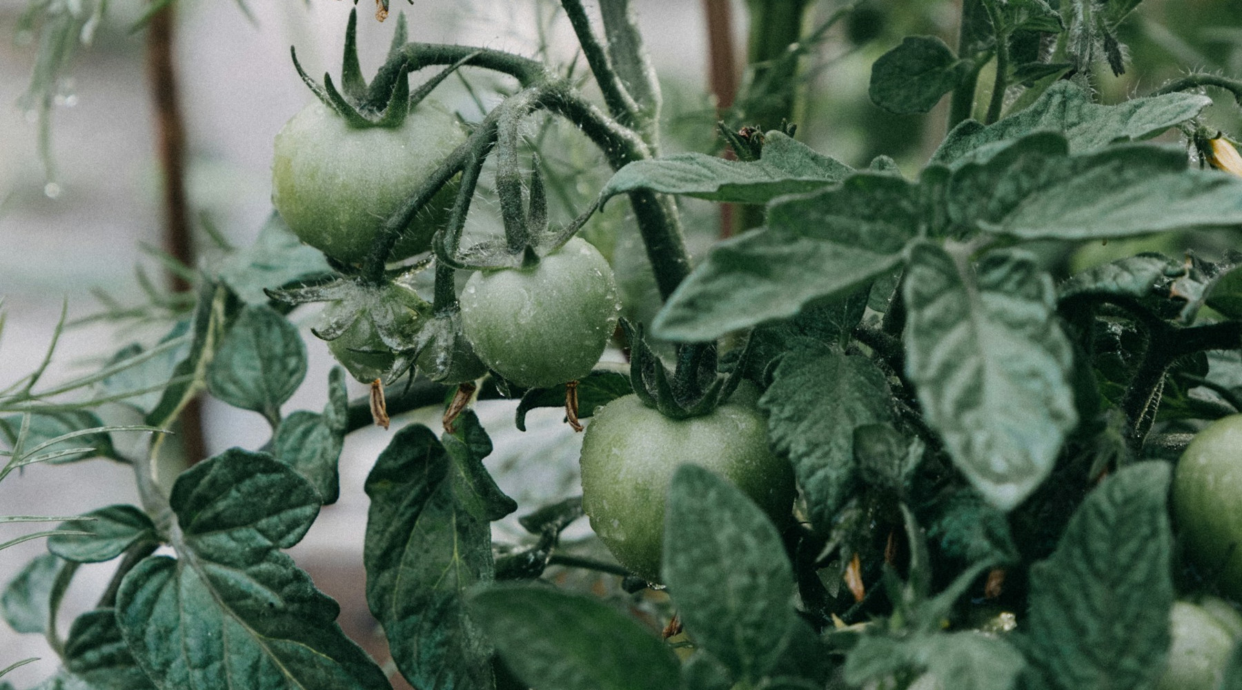 Fresh Garden Tomatoes