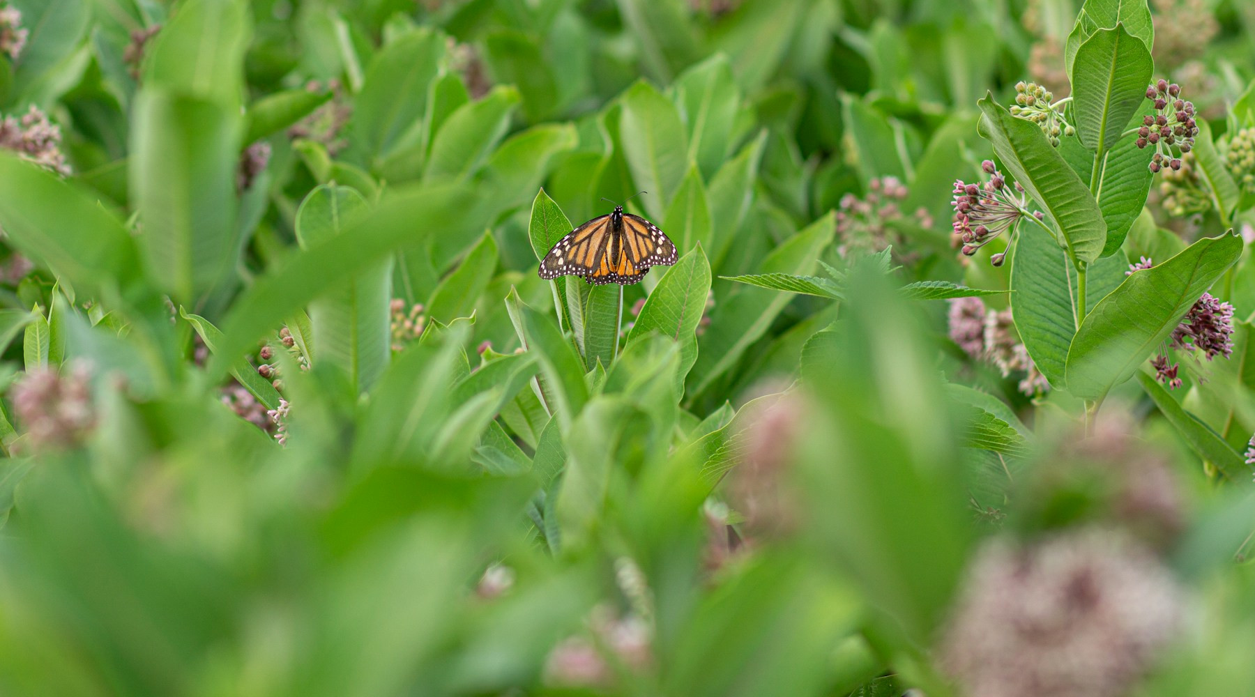 It’s the Year of the Asclepias