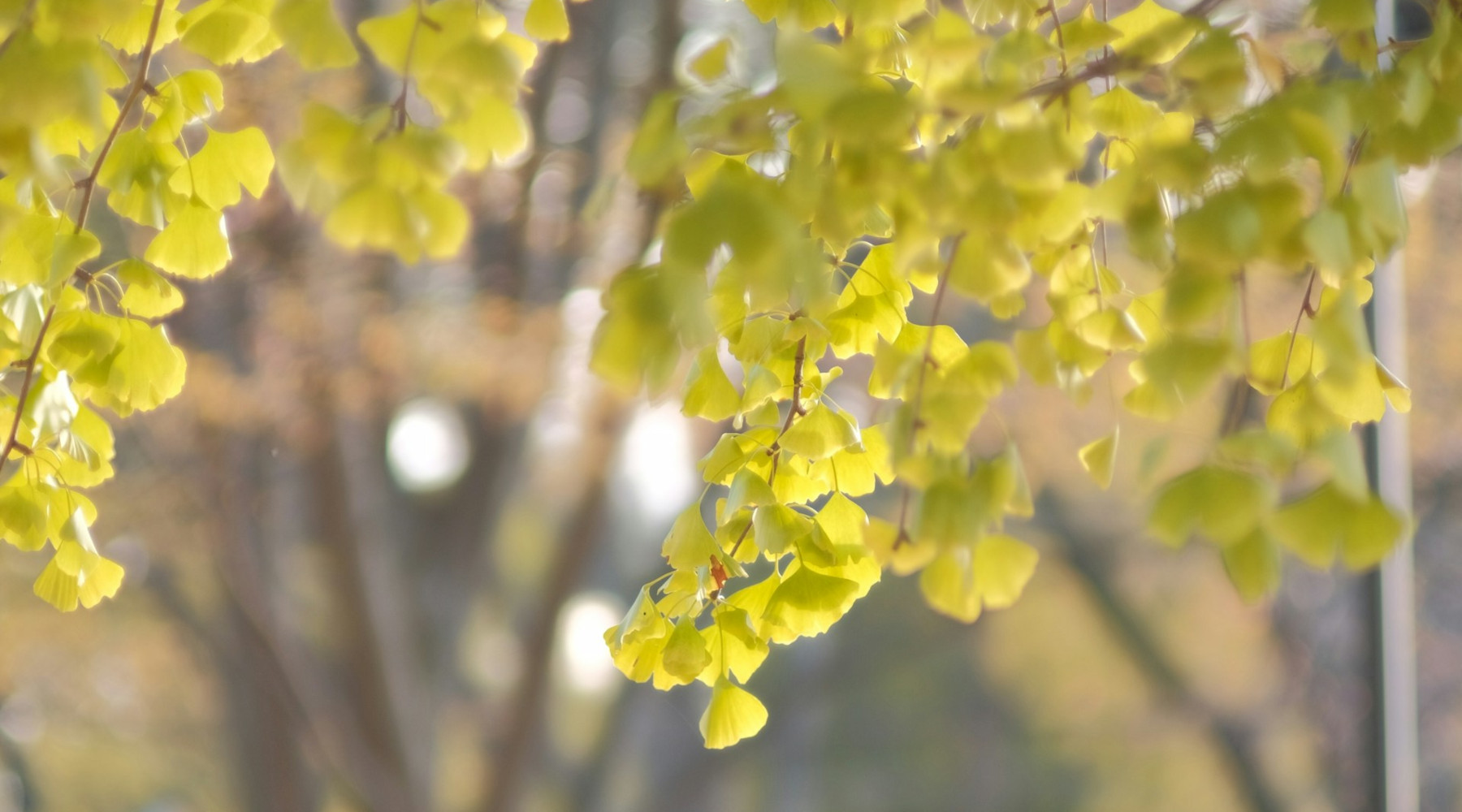 Tree identification