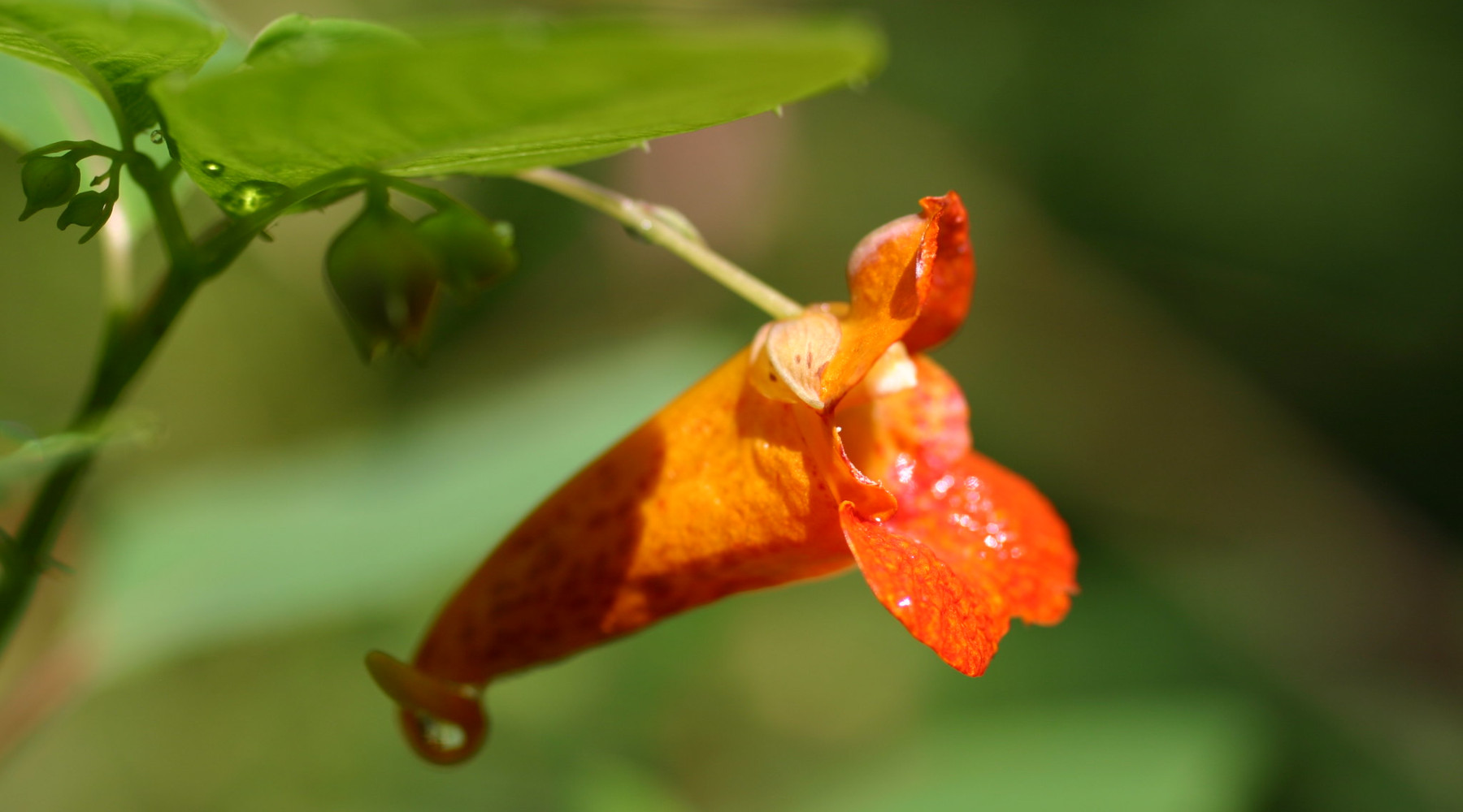 7 Forgotten Native Plants Worth Adding to Your Garden