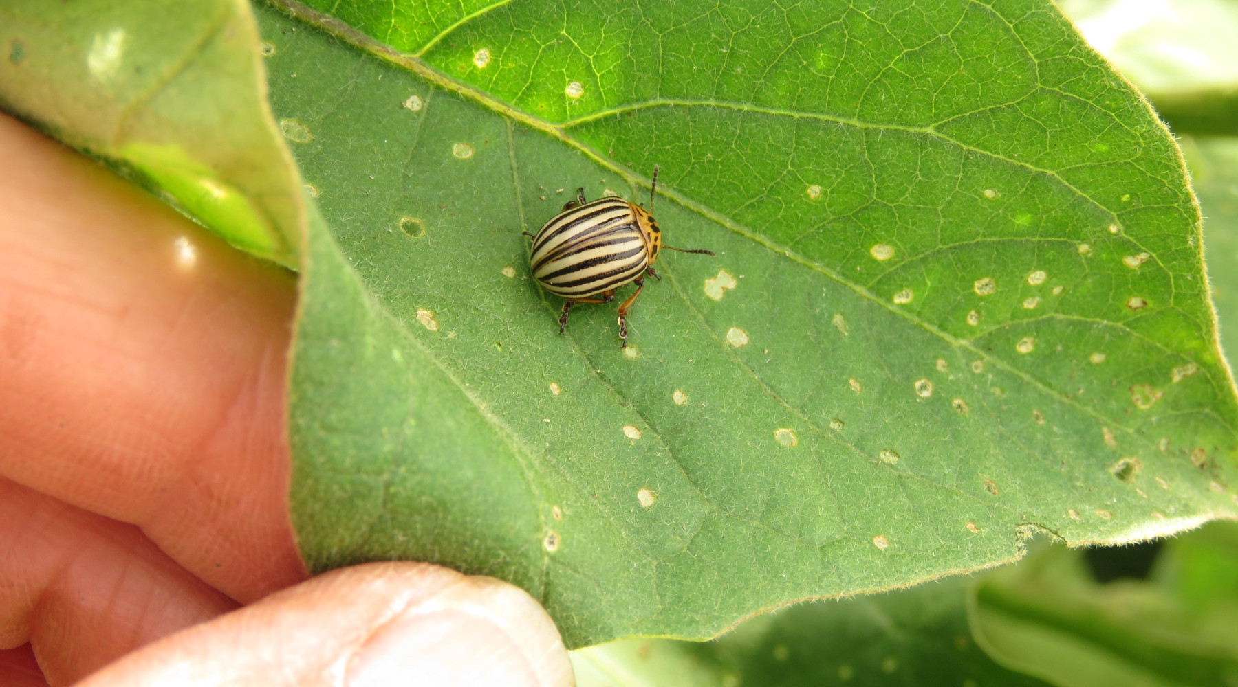 garden pests