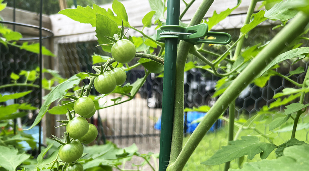 Tomato Plants