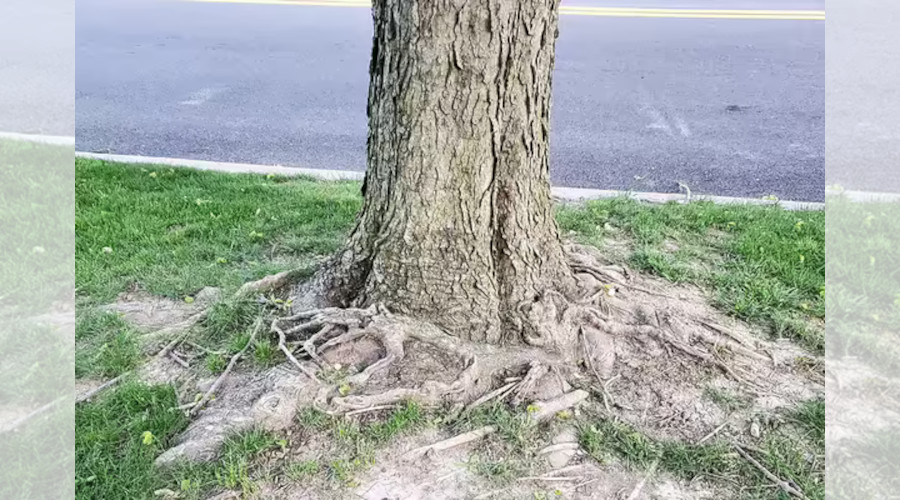 Tree Problems
