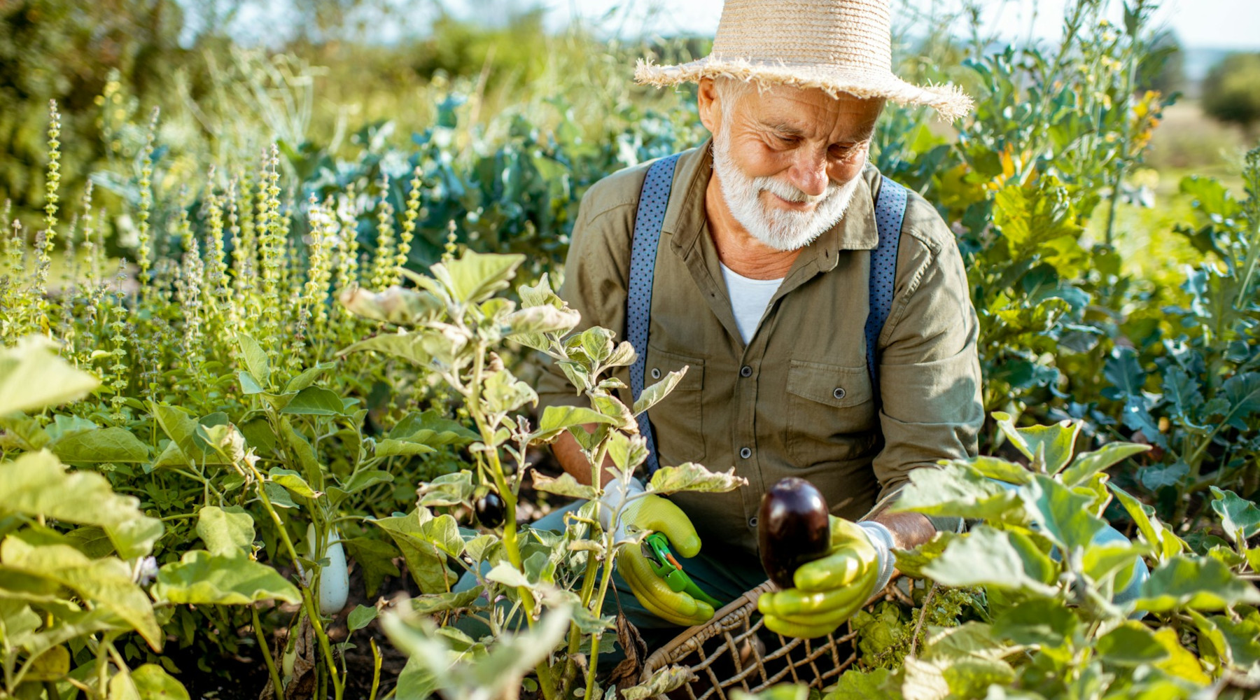 July Garden Chores