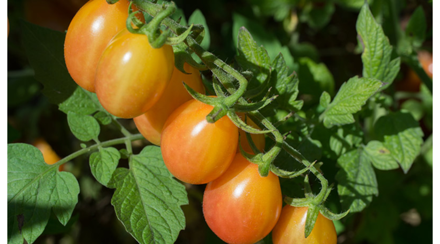 Bicolor Grape Tomato