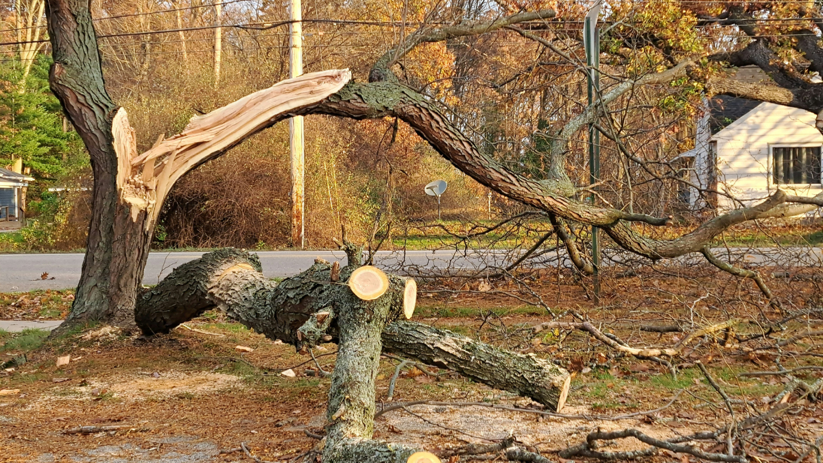 How to Handle Storm-Damaged Trees - Photo by Christi M on Unsplash