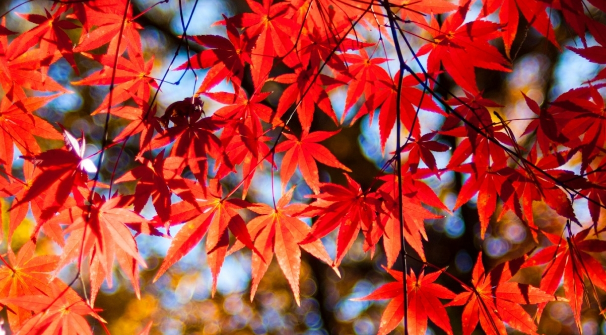Red in AugustWhat Your Maple Tree Is Trying to Tell You