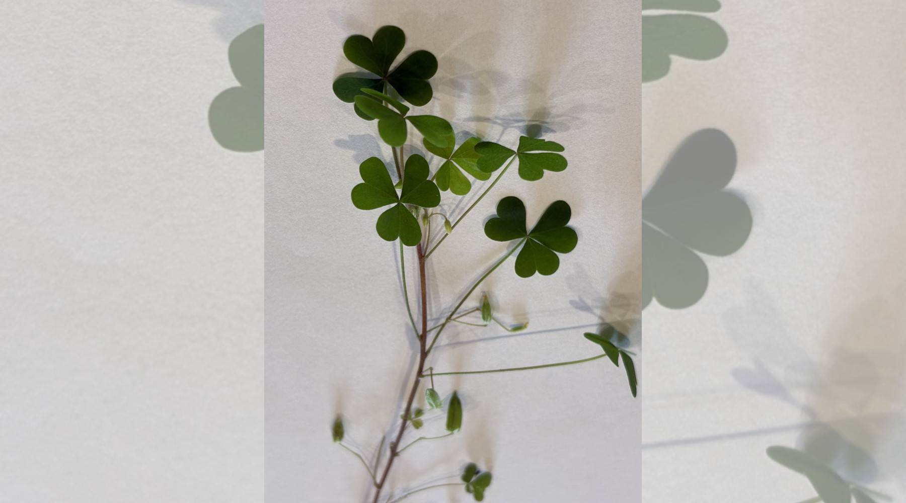 The Worst Weeds Have Superpowers