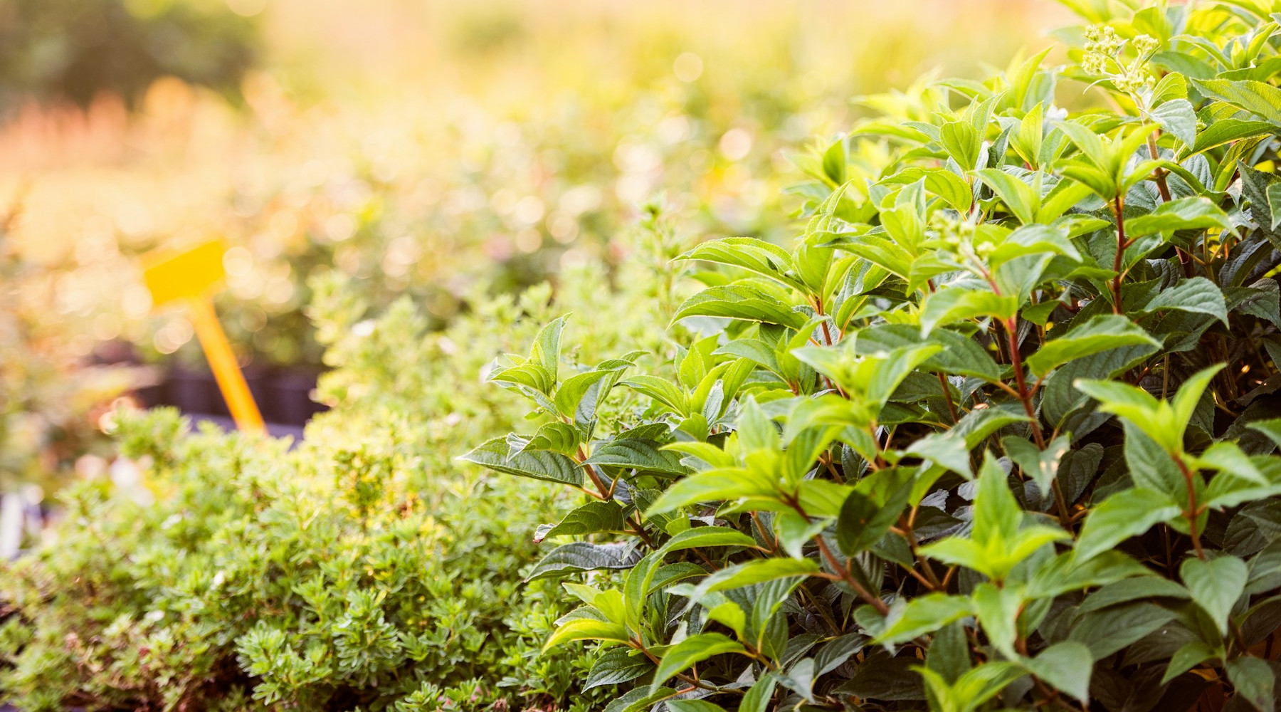 A Garden of Flavorsome Herbs Revives a Monastic Health Tradition