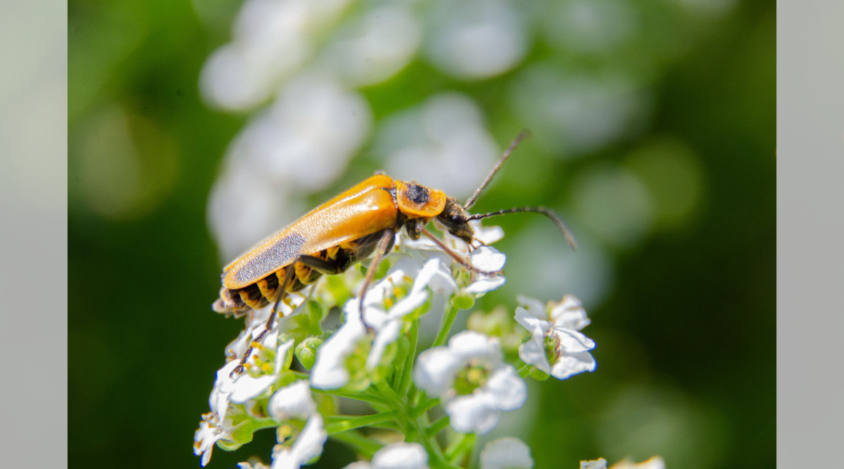 Fall Flower Visitors – Goldenrod Soldier Beetles