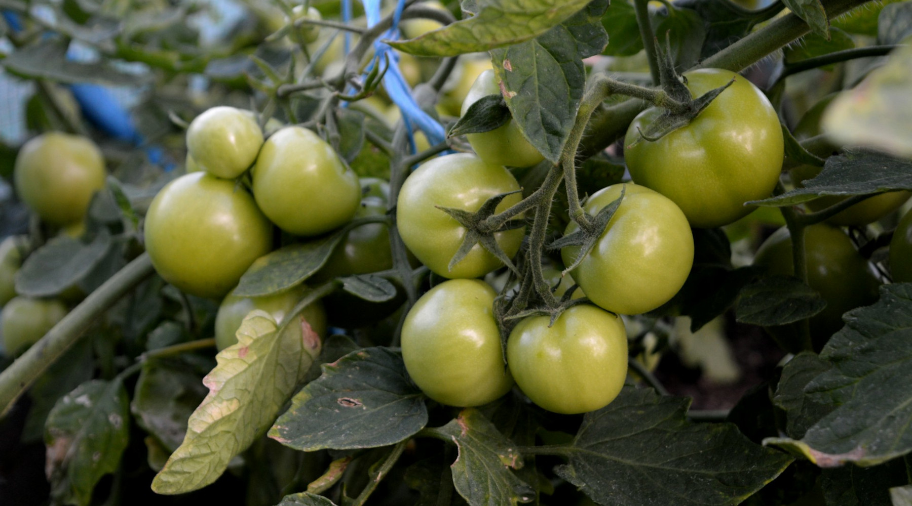 Green Tomatoes
