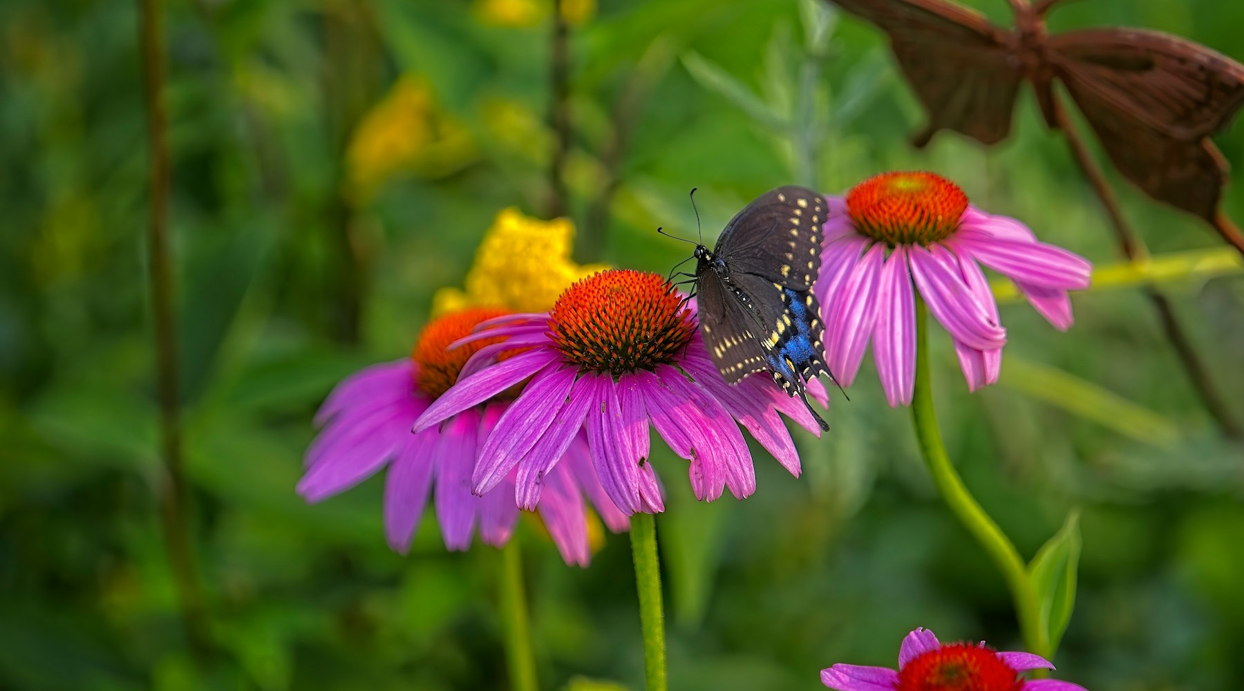Pollinator Preferences